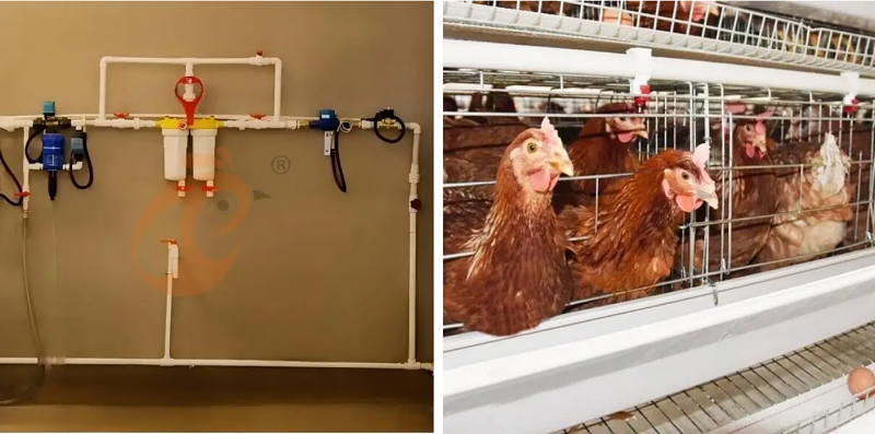 layer battery cage (10)