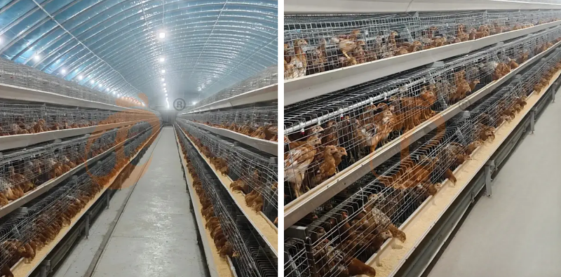 A type chick battery cage (3)