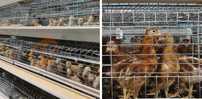 A type chick battery cage (4)