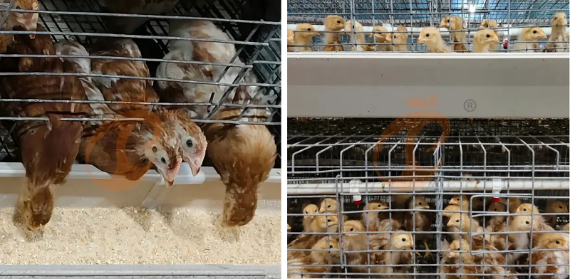 A type chick battery cage (5)