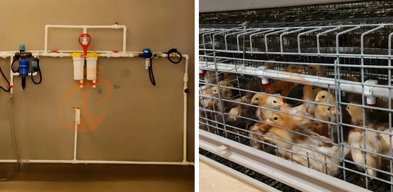 A type chick battery cage (6)
