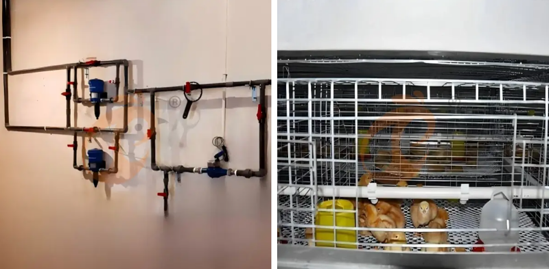 A type chick battery cage 2 (1)