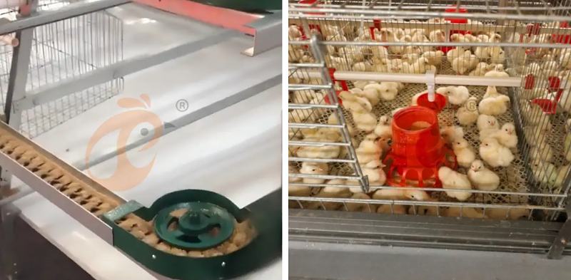 A type chick battery cage 2 (2)