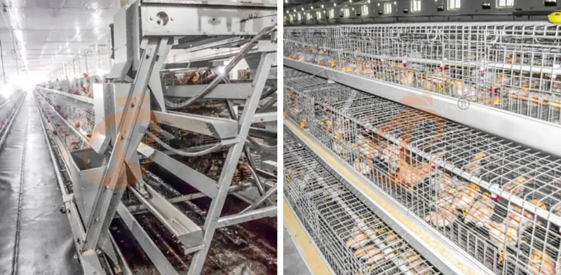 A type chick battery cage 2 (5)