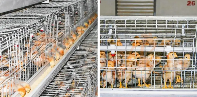A type chick battery cage 2 (7)