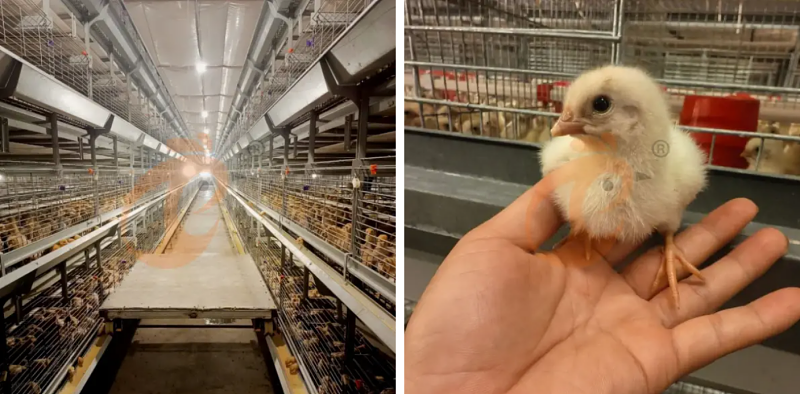 H type chick battery cage (1)