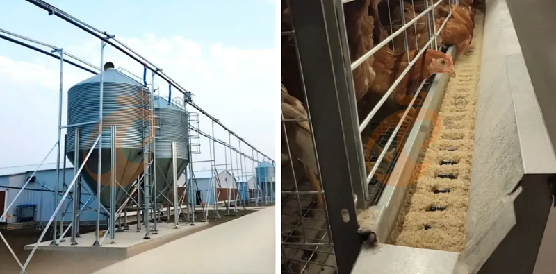 H type chick battery cage (6)