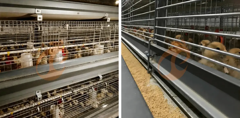 H type chick battery cage (8)