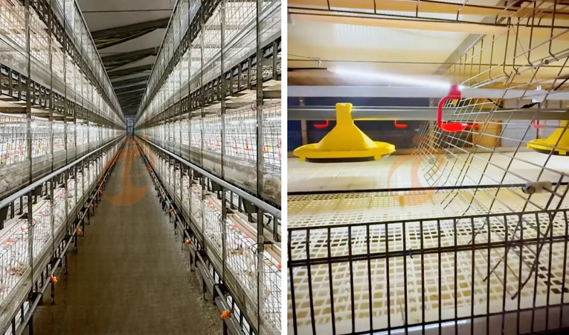 broiler battery cage (1)