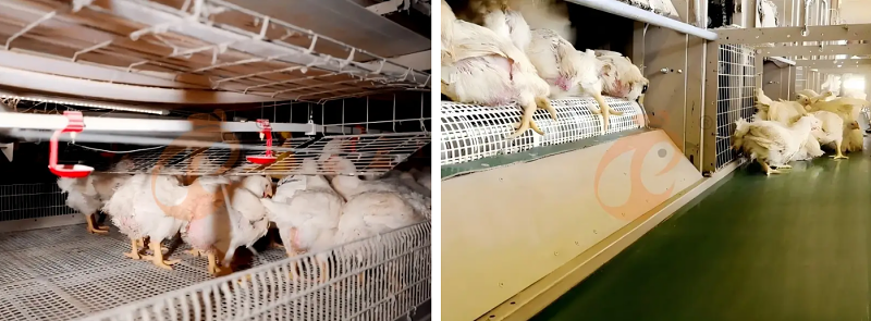 broiler battery cage (2)