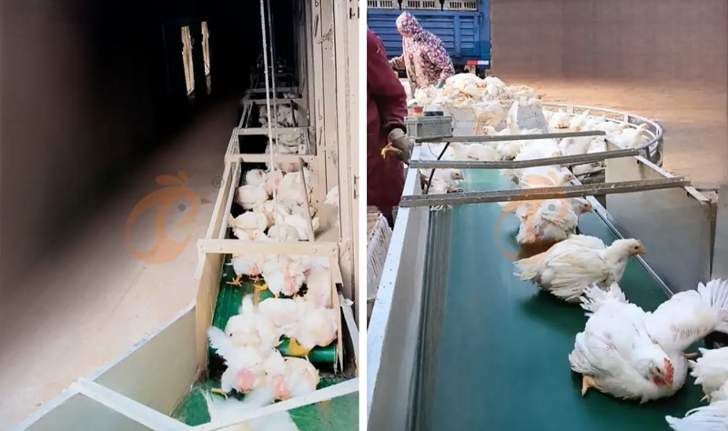 broiler battery cage (3)