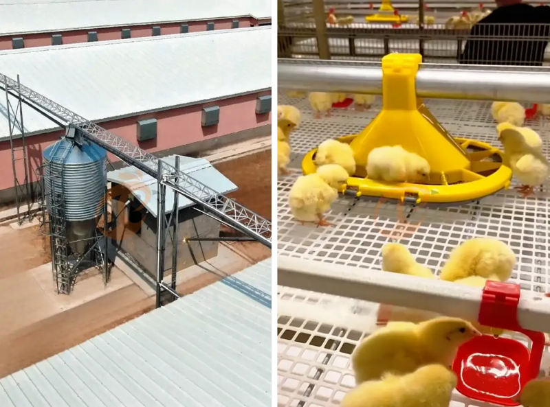 broiler battery cage (4)