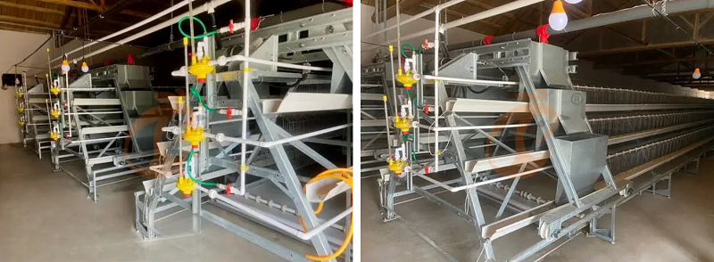 broiler battery cage (7)