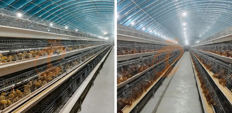 broiler battery cage (9)