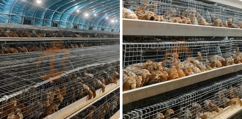 broiler battery cage (10)