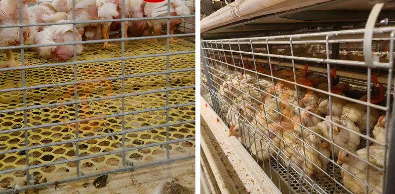 broiler battery cage (11)