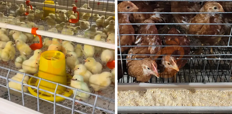 broiler battery cage (12)