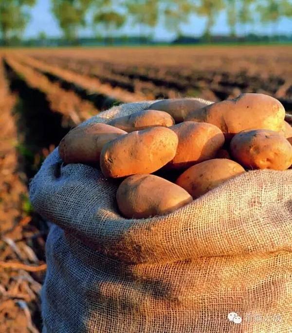 马铃薯主粮化势不可挡