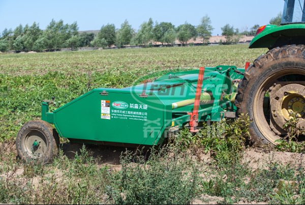 马铃薯收获注意事项与方法