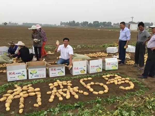 南方冬作区覆膜栽培技术