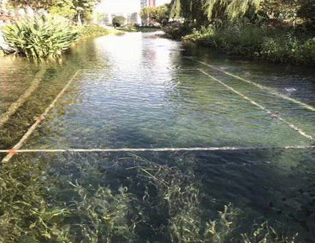 碩亞微科普|沉水植物水生態(tài)修復作用及應用邊界條件（二）