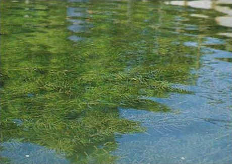 碩亞微科普|沉水植物設計，需考慮哪些邊界條件?