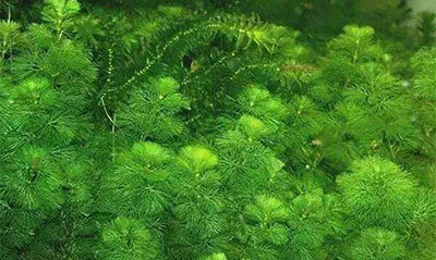 碩亞微科普|沉水植物水生態(tài)修復(fù)作用及應(yīng)用邊界條件（一）