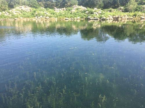 碩亞微科普|沉水植物水生態(tài)修復(fù)作用及應(yīng)用邊界條件（一）