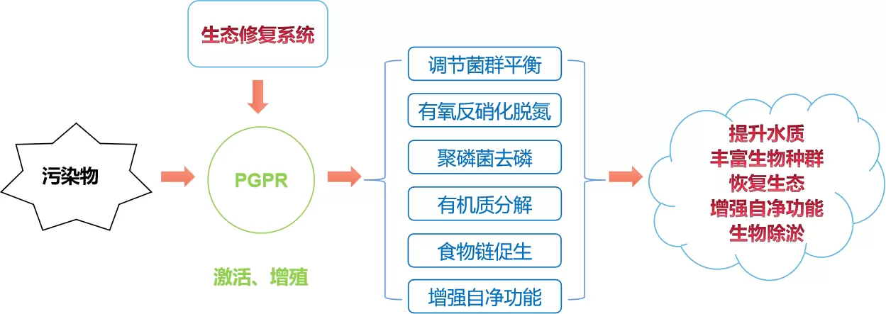 ISSA PGPR（In Situ Selective Activation of PGPR)原位水生态修复技术（一）