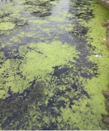 江蘇省昆山市阮家浜村錦溪項(xiàng)目