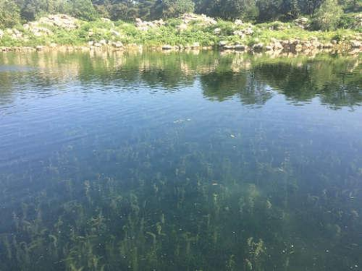 碩亞微科普|水下森林建設(shè)（一）