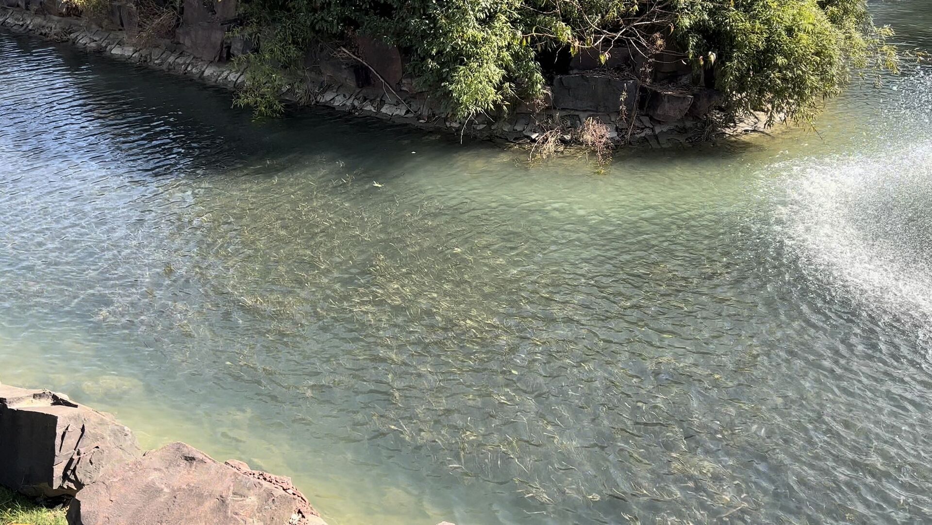 碩亞微科普|水下森林建設（三）