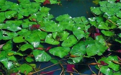 碩亞微科普|水生植物細(xì)說(shuō)（三）——浮水植物篇