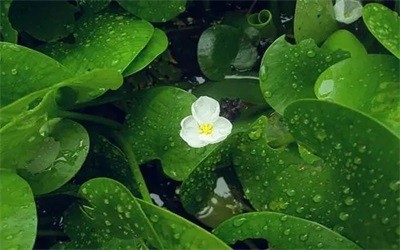 碩亞微科普|水生植物細(xì)說(shuō)（三）——浮水植物篇