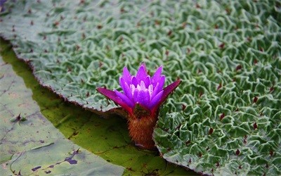 碩亞微科普|水生植物細(xì)說(shuō)（三）——浮水植物篇