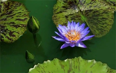 碩亞微科普|水生植物細(xì)說(shuō)（三）——浮水植物篇