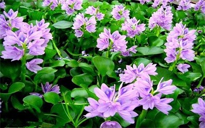 碩亞微科普|水生植物細(xì)說(shuō)（三）——浮水植物篇