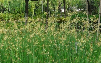 碩亞微科普|水生植物細(xì)說（四）——挺水植物篇