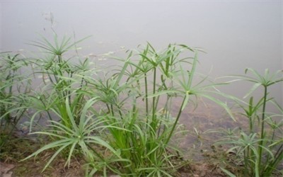 碩亞微科普|水生植物細(xì)說（四）——挺水植物篇