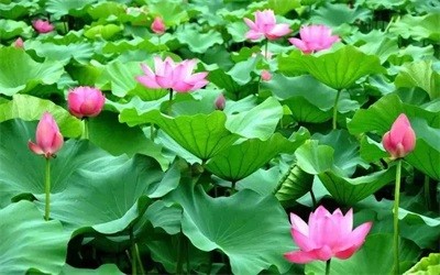 碩亞微科普|水生植物細(xì)說（四）——挺水植物篇