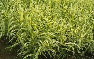 碩亞微科普|水生植物細(xì)說（四）——挺水植物篇