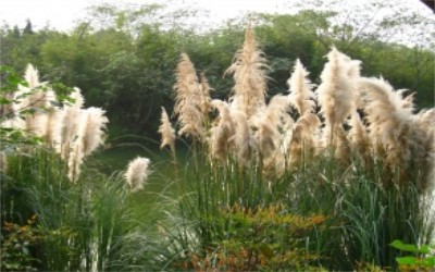 碩亞微科普|水生植物細(xì)說（四）——挺水植物篇