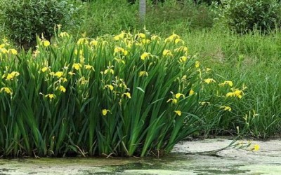 碩亞微科普|水生植物細(xì)說（四）——挺水植物篇