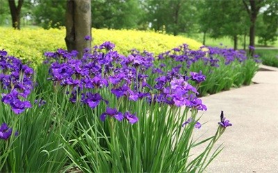 碩亞微科普|水生植物細(xì)說（四）——挺水植物篇