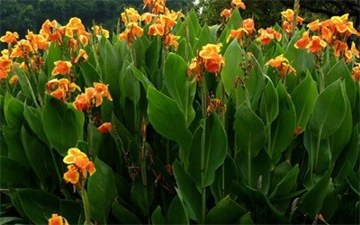 碩亞微科普|水生植物細(xì)說（四）——挺水植物篇