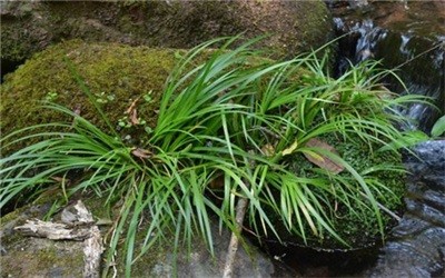 碩亞微科普|水生植物細(xì)說（四）——挺水植物篇