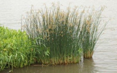 碩亞微科普|水生植物細(xì)說（四）——挺水植物篇