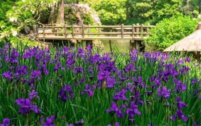 碩亞微科普|水生植物細(xì)說（四）——挺水植物篇