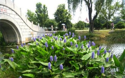 碩亞微科普|水生植物細(xì)說（四）——挺水植物篇