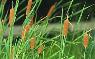 碩亞微科普|水生植物細(xì)說（四）——挺水植物篇